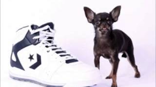 Miracle Milly: World's Smallest Dog At 3.8 Inches Miracle Milly: World's Smallest Dog At 3.8 Inches