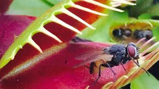 Halaman Na Kumakain Ng Insekto At Hayop|Vey TV