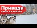 Привада. Охота на волков со смарт прицелом ATN LTV 2022 Ленинградская область