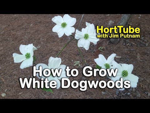 Video: Dogwood White