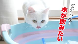 用意していた水を飲んで掃除の邪魔をしちゃう猫！