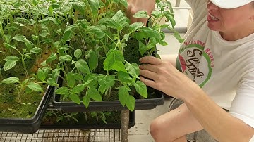 Planting Seedlings in Dutch Bucket Hydroponic System