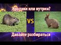 КРОЛИКИ ИЛИ НУТРИИ? Давайте разбираться.