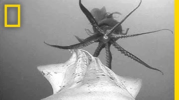 Remarkable POV: Jumbo Squid "Flash" to Talk | National Geographic