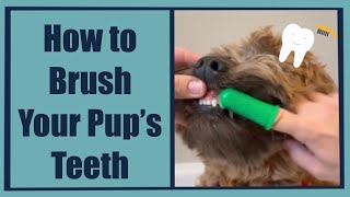 How to Brush Your Dogs Teeth | Mabel The Whoodle | Dog Grooming Tips #dogshorts #shorts