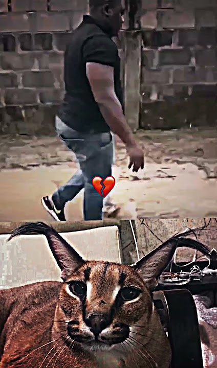 100000 CHAD AURA PHONK #shorts #cat #memes #fyp #floppa