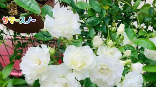 2020年5月中旬#rose #薔薇#庭 8種：#コスモス、#サマースノー、#ピエールドゥロンサール、#ブルームーン、#ボレロ、#キングローズ、#フラウカールドルシュキー