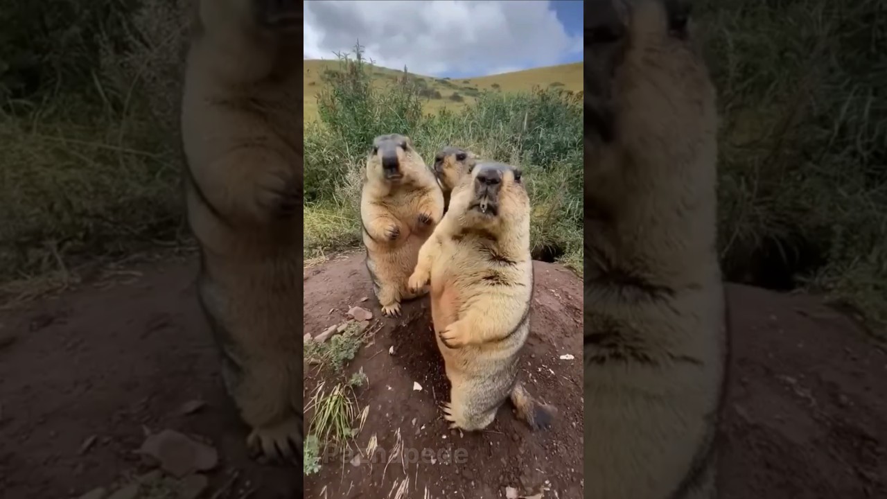 Cutest Chubby fighter✨️...subscribe for more 👍