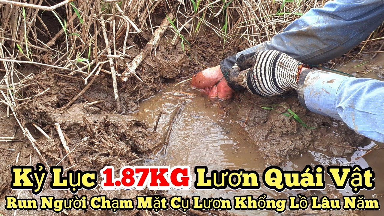 Kỷ lục câu lươn khổng lồ..1.87KG lươn quái vật_Run người cụ lươn lâu năm_tập1025//Giant eel fishing