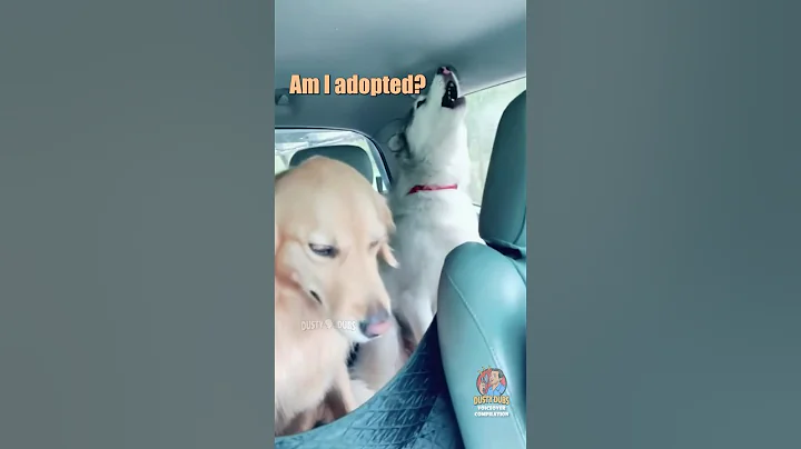 🐕 Canine Compilation (Part 3) #shorts