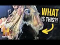 Mysterious Creatures and Phenomena