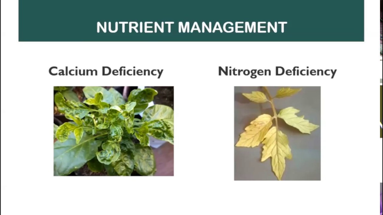 Tomato Deficiency Chart