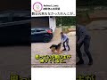 数日元気もなかったわんこが…