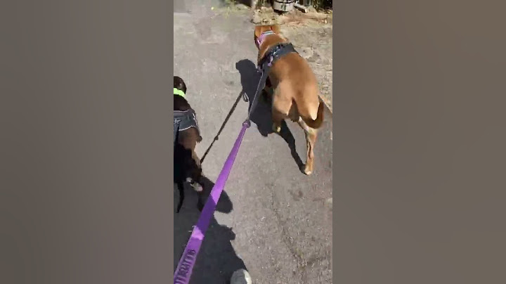 WALKING ROCKY & HARLEY QUINN | #subscribe #follow #subscribetomychannel #fyp #repost #share #dogs