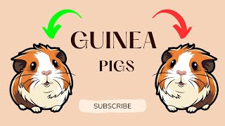 How long do guinea pigs live as pets? by mypethow 44 views 2 months ago 2 minutes, 40 seconds