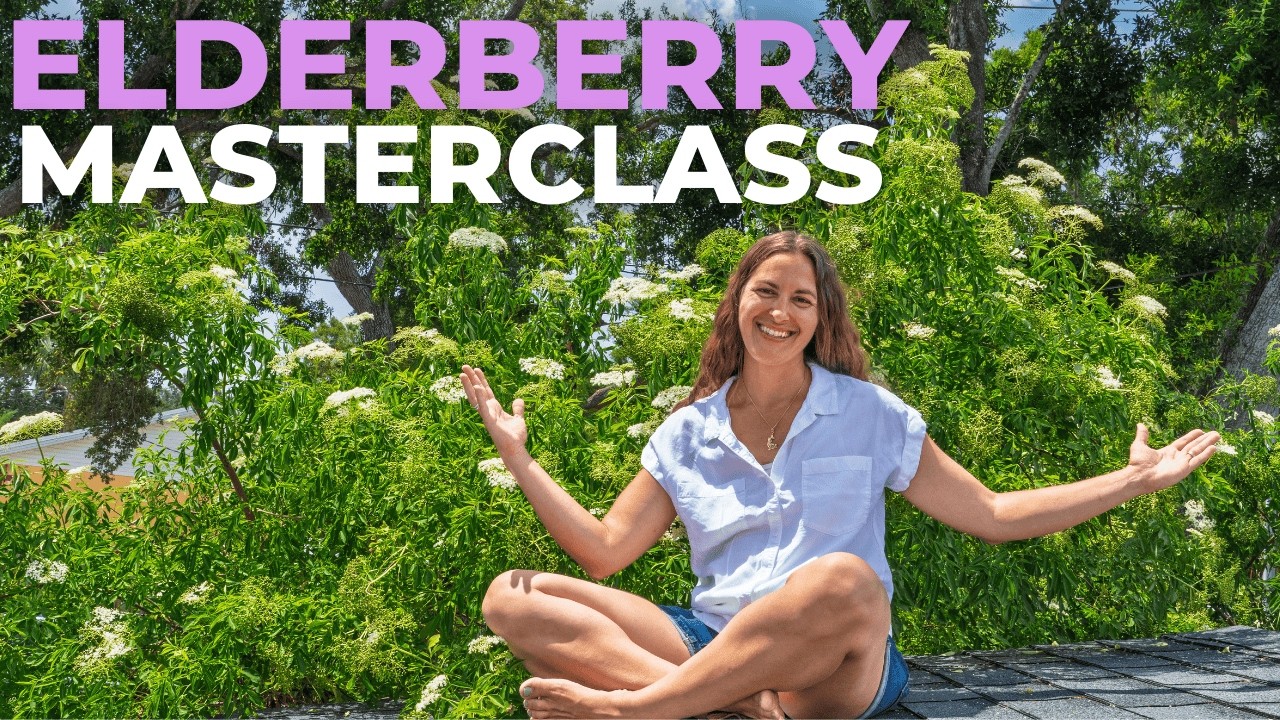 Watch This Before You Plant Elderberries