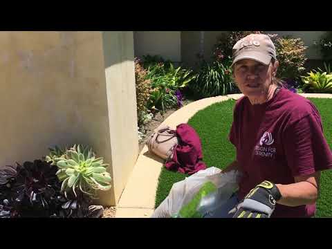 Video: Pregătirea unui pat de grădină suculentă: Cum să pregătiți solul pentru o grădină suculentă