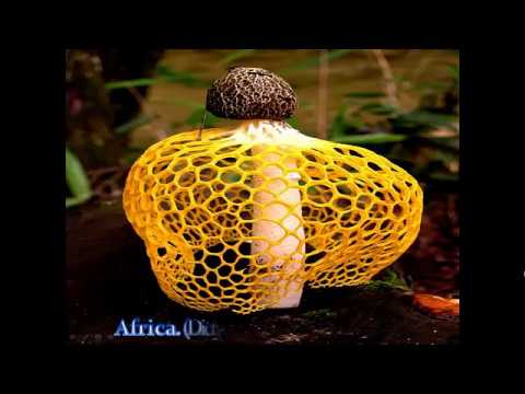 TOP 10 MOST AMAZING BEAUTIFUL MUSHROOMS