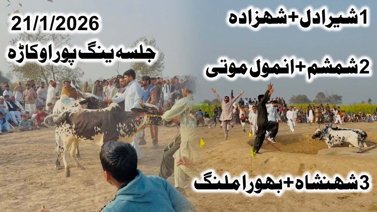 21/1/2026 New Bull Race, Mokalau ینگ پور اوکاڑہ First Position ￼ Sher Dil+ Shahzada ￼