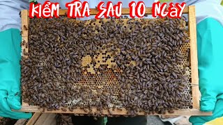 Bạn Phùng kiểm tra ong sau 10 ngày quay mật