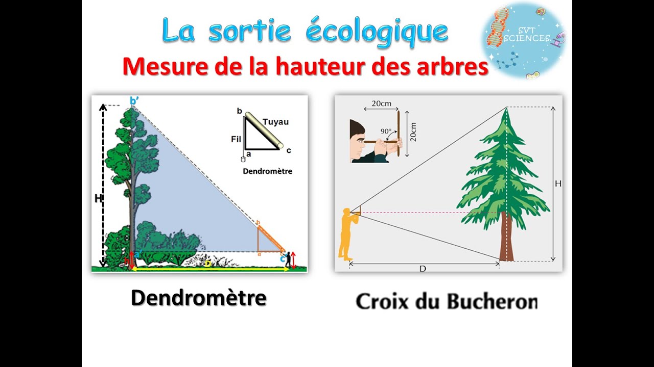 Mesure de la hauteur d'un arbre: Croix du bucheron & Dendromètre