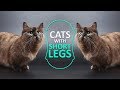 Cats With Short Legs - Must Know Facts の動画、YouTube動画。