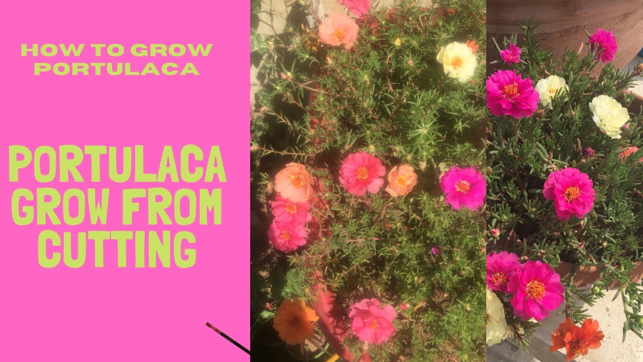How to Grow Portulaca Portulaca Grow from Cutting YouTube