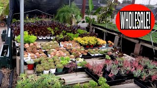Wholesale Plant Nursery Tour | $1 Plants!!!
