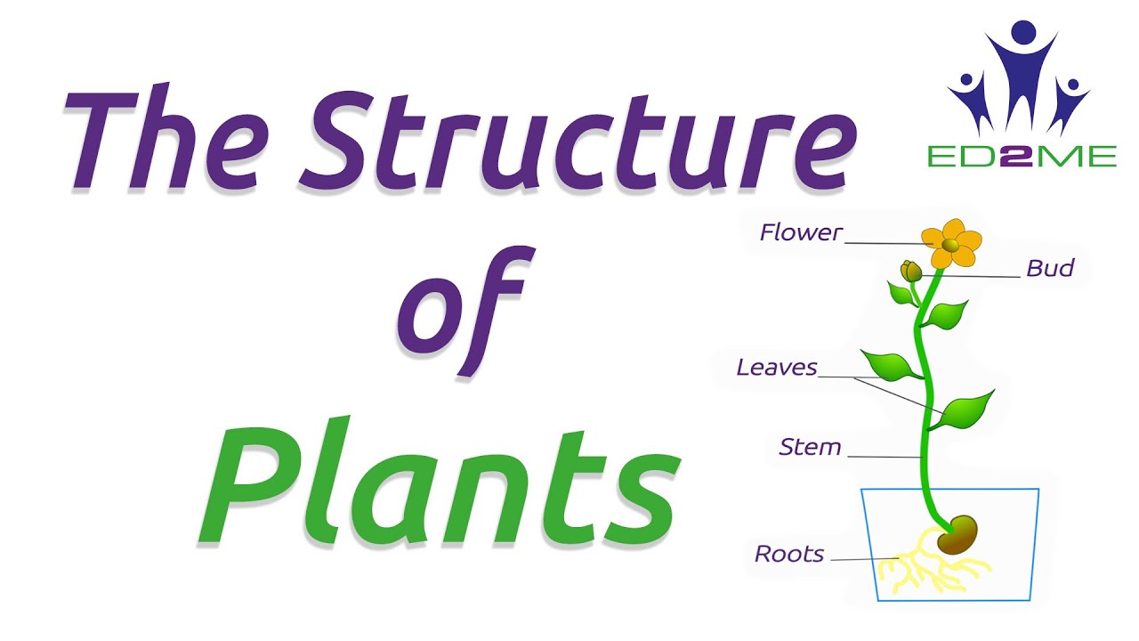 The Structure of Plants