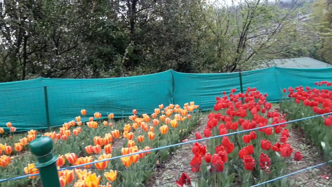 Kashmir flowers show