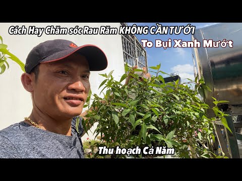 Video: Những Gì Và Làm Thế Nào để Trồng Vào Tháng Năm. Lời Khuyên Hữu ích