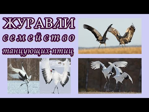 ЖУРАВЛИ - Семейство танцующих птиц
