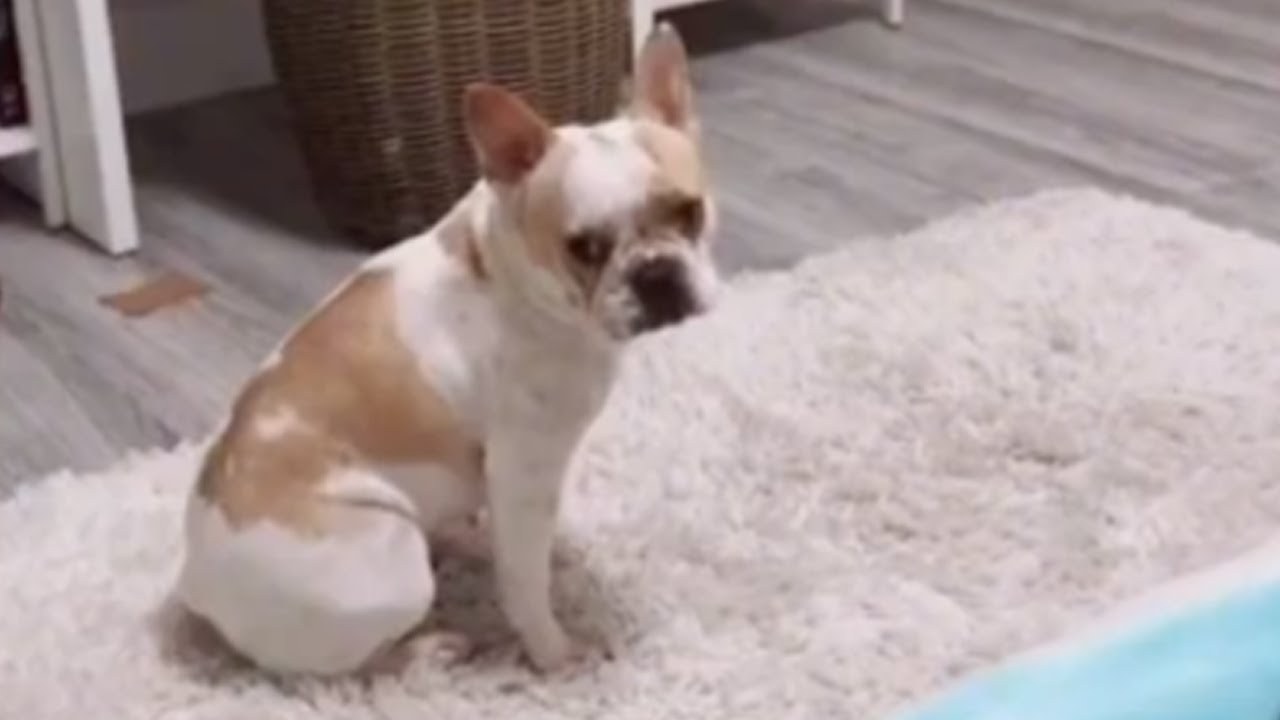 videos for cats Itchy dog 