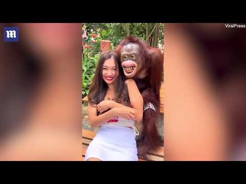 Orangutan grabs a woman's boob again