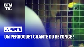 Un perroquet chante du Beyoncé !