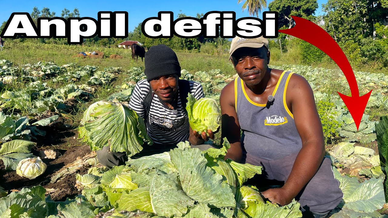 Peyizan sa pedi plis ke 20 000 dola nan yon rekolte chou 🥬 