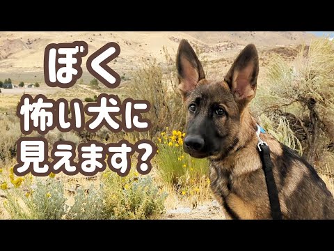 【ジャーマンシェパード】訓練系って、やっぱり警戒されるのかな😅