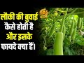 लौकी की बुवाई और फायदे | Mausam Khabar 🌱