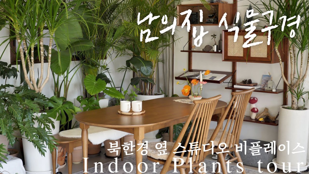 Студия 'Be Place' рядом с рекой Хан в Корее / Indoor plant tour 🌿 с семейной историей