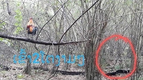 ต่อไก่ป่า Dib lau qaib daj tuaj zoo heev 21-5-2021