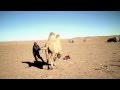 Entraîner un chameau / Camel training in Mongolia.