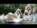 video top 10 perros mas elegantes del mundo