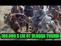 ULOQ-KOʻPKARI DAXSHA 100,000$ LIK OT ULOQQA TUSHDI