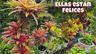 TOUR POR MI JARDÍN BAJO LA LLUVIA🪴ellas están muy felices/Liliana Muñoz