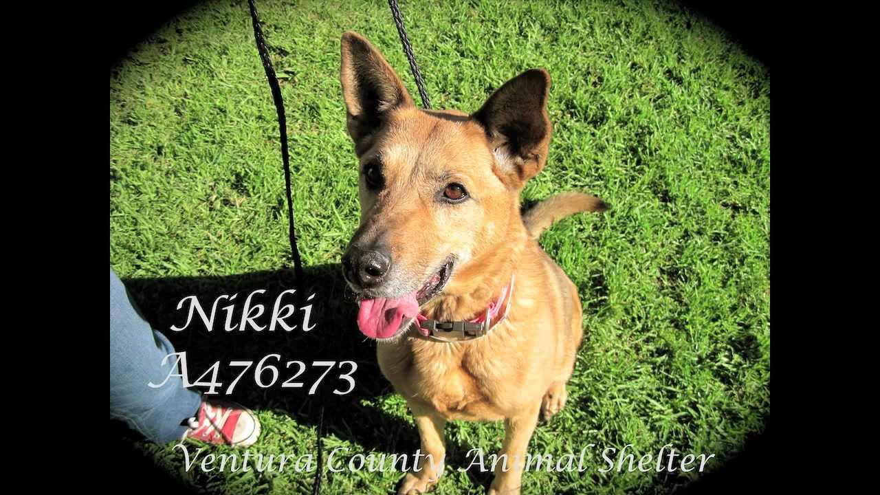 robert cabral prong collar Nikki A476273