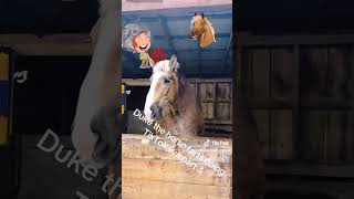 Horse Fart Nr 25