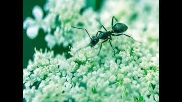 تثبيت حفظ سورة النمل بالربط بين الآيات . رأس الآية 62. حصة 11