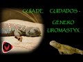 Guía de cuidados - género Uromastyx o lagarto de cola espinosa