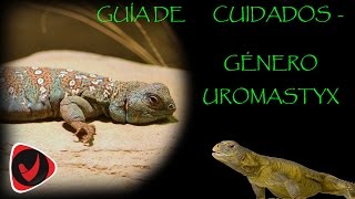 Guía de cuidados - género Uromastyx o lagarto de cola espinosa