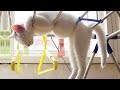 「猫かわいい」 すごくかわいい子猫 - 最も面白い猫の映画 #314